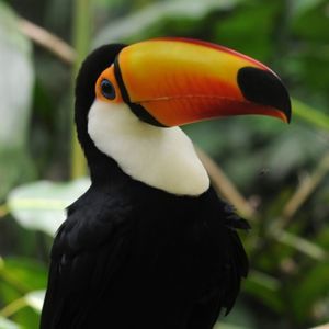 Meet your Posher, Trompitas